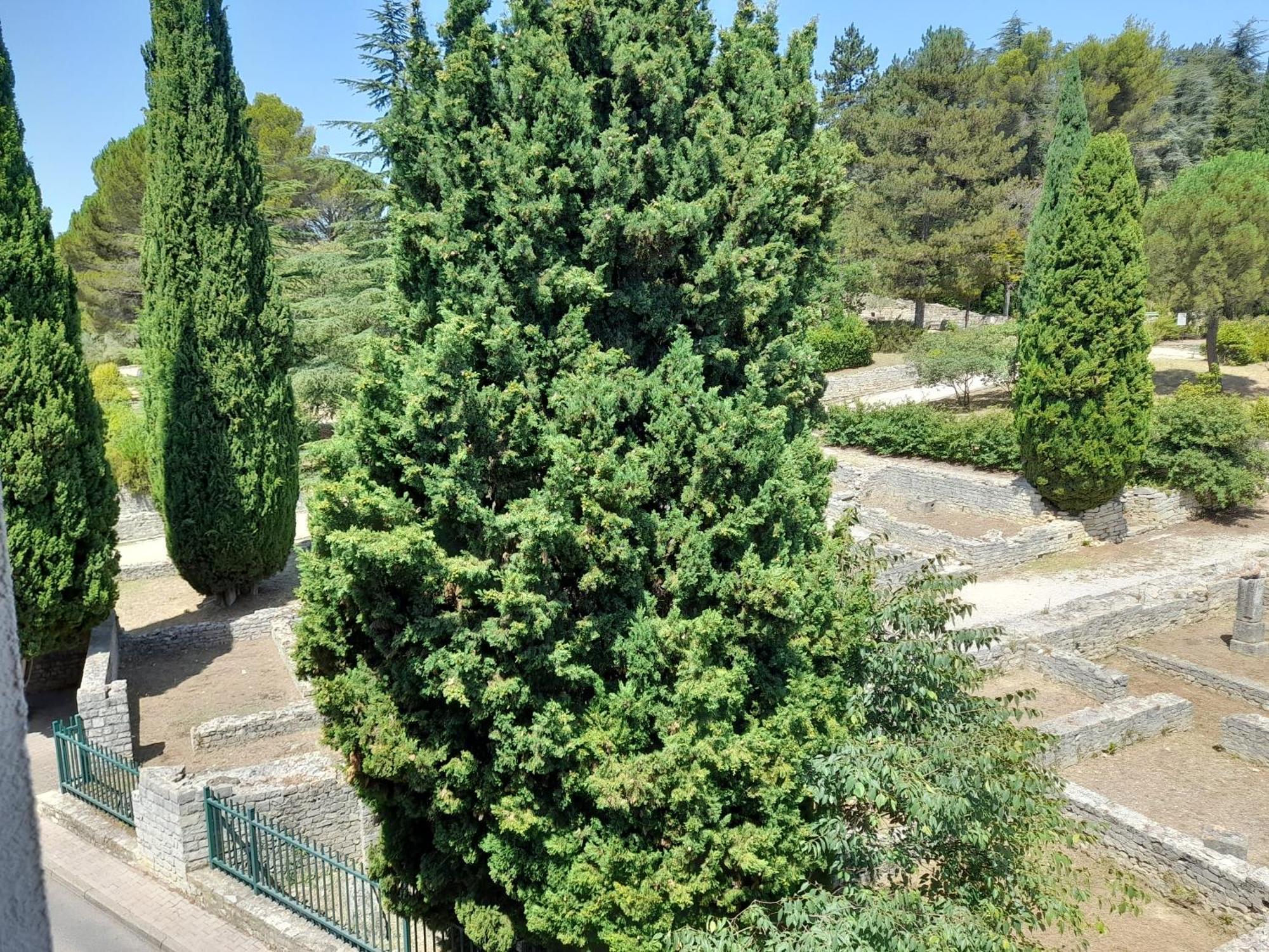 Grande Terrasse Et Vue Sur Le Site Antique Daire Vaison-la-Romaine Dış mekan fotoğraf